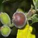 sandpaper fig