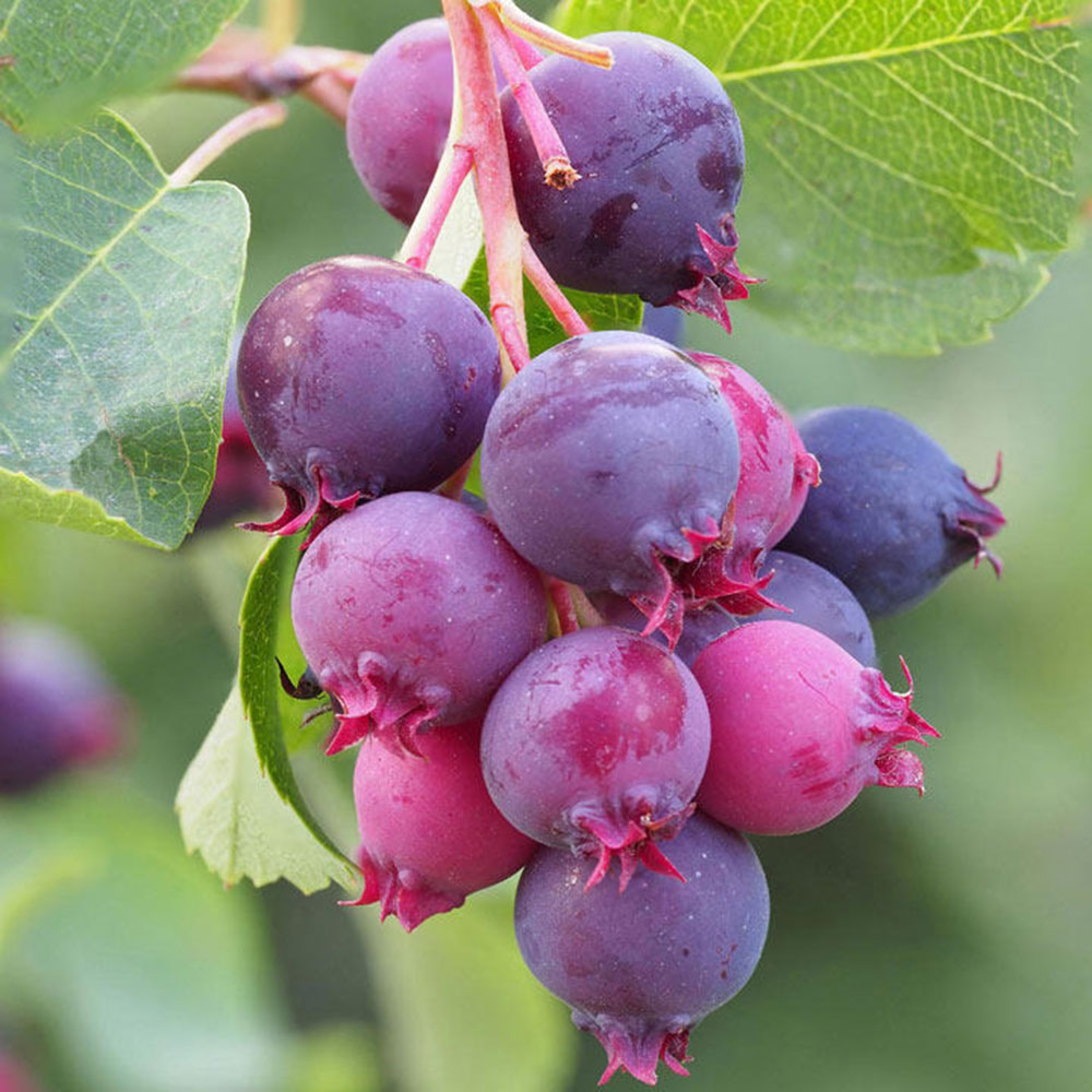 saskatoonberry