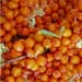 sea buckthorn