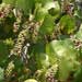 sea grape