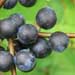 sloe-fruit