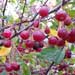 southern crabapple