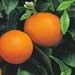 spiny monkey orange