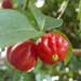 surinam cherry