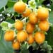 tamarillo fruit