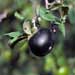 texas persimmon
