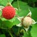 thimbleberry fruit