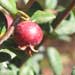 ugni fruit