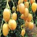 wampee fruit