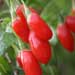 wolfberry fruit