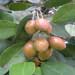 wongi fruit