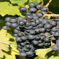 lemberger grapes