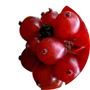 honeysuckle