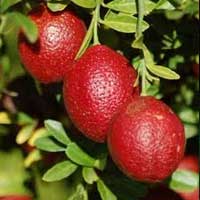 Blood Lime fruit Blood Lime fruit
