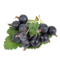 jostaberry fruit