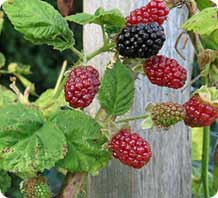 marionberry plant