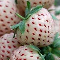 Pineberry