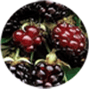 boysenberry