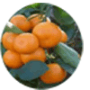 citrofortunella fruit