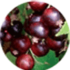 jostaberry fruit
