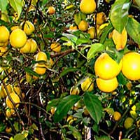 limequat tree