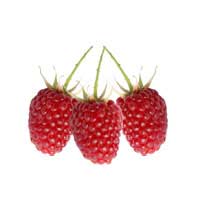Loganberries-summer fruits