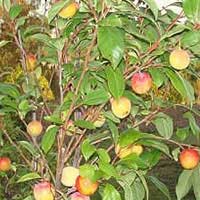 pluot trees pluot tree