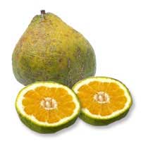 ugli-fruit