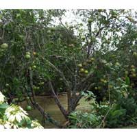 Ugli fruit tree ugli fruit tree
