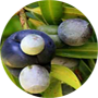 illawarra-plum