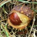 capsule