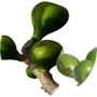 lapsi