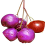 lillypilly