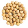 macadamia