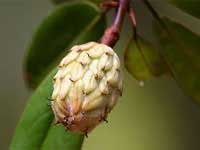 magnolia