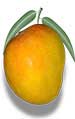 Mango Mango