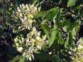 milkweed