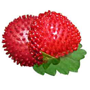 mock-strawberry