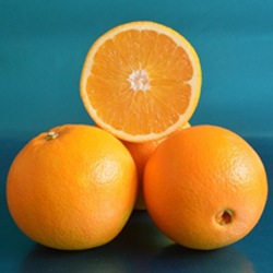 navel orange spring fruit1