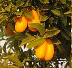 Kumquat meiwa