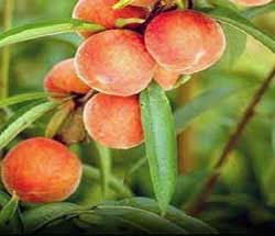 peach-round sweet fruit