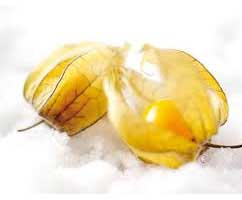 physalis physalis