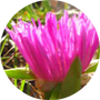 pigface