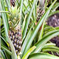 champaka pineapple