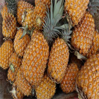 maipure pineapple