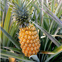 mauritius pineapple