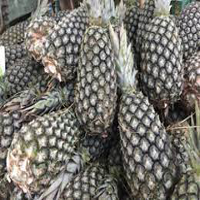 pernambuco pineapple
