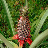 ripley pineapple