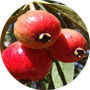 quandong