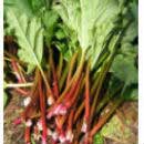 Rhubarb